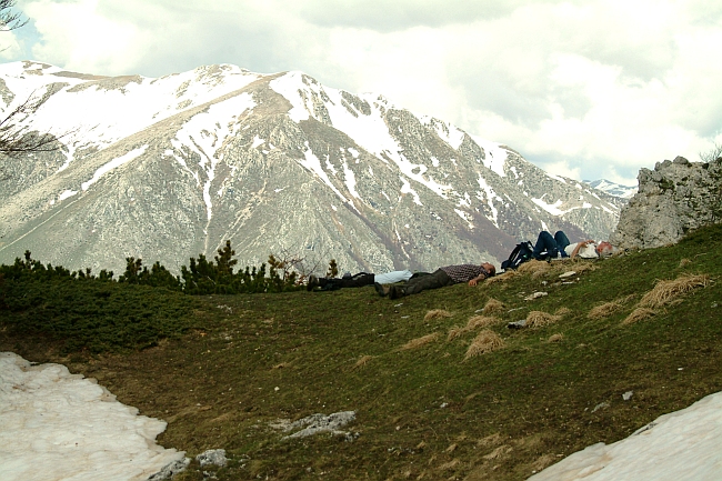 Camoscio d''Abruzzo Rupicapra pyrenaica ornata